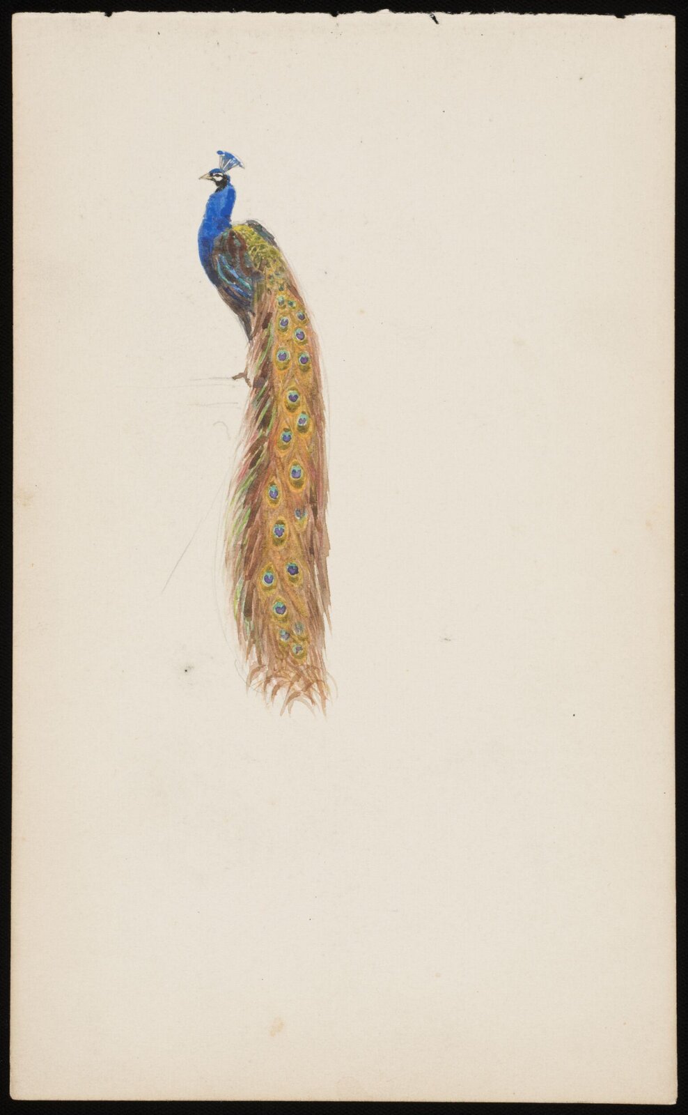 A Peacock, Beatrice Parsons, ca. 1899
