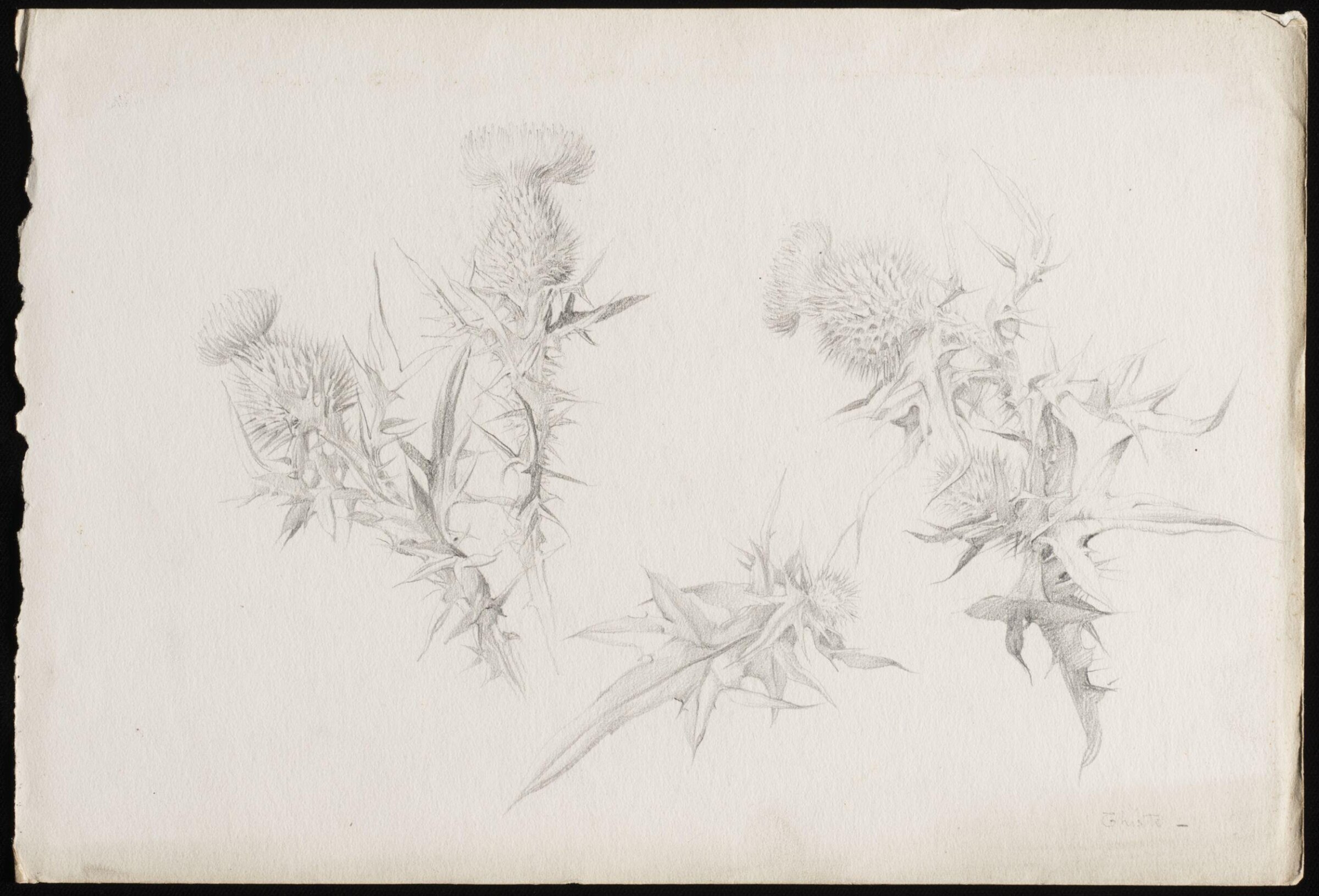 Studies of a common thistle, Beatrice Parsons, ca. 1899