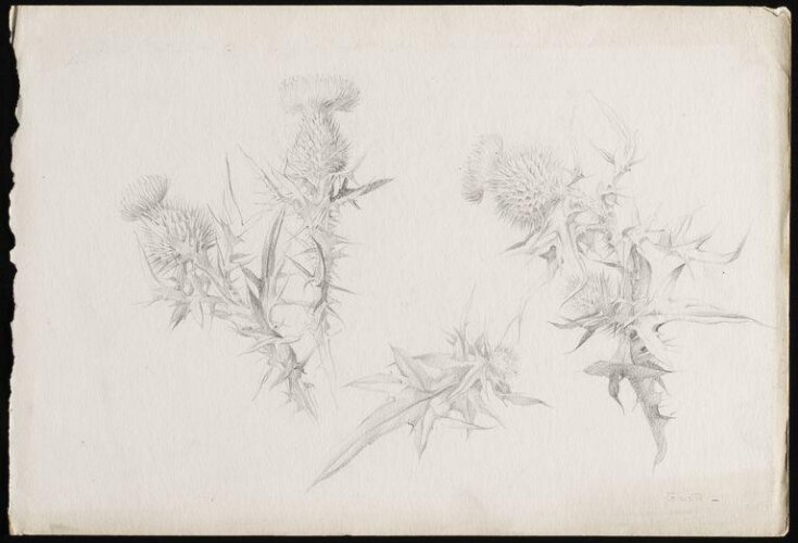 Studies of a common thistle top image
