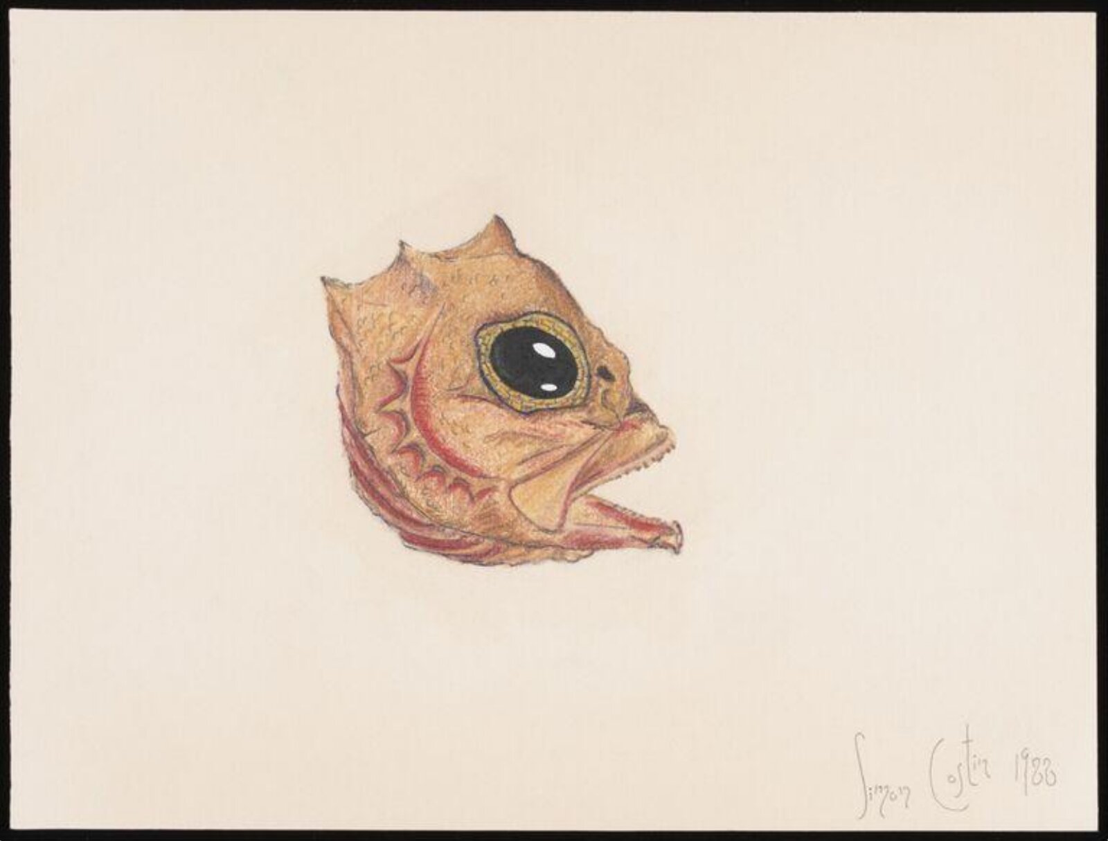 Fish head with red tinge, Simon Costin, 1988