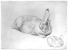 A rabbit resting thumbnail 1