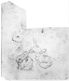 Studies of a rabbit sitting and cleaning itself thumbnail 1