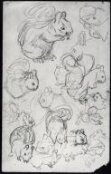 Sketches of a squirrel thumbnail 2