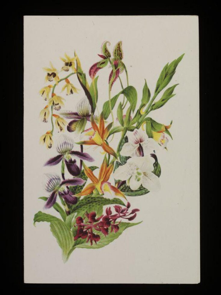 The Orchid image