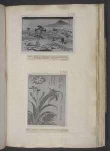 Kingfisher, Irises and Wild Pinks thumbnail 1
