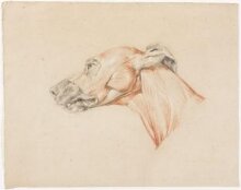 Ecorche drawing of the head of a greyhound thumbnail 1