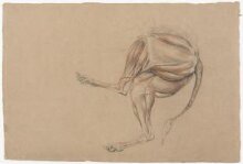 Ecorche drawing of the hind legs of a dog thumbnail 1