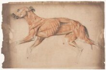Ecorche drawing of a greyhound thumbnail 1