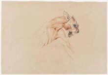 Ecorche drawing of the head and upper body of a wild cat thumbnail 1