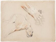 Ecorche drawing of a dog and enlarged detail of a paw thumbnail 1