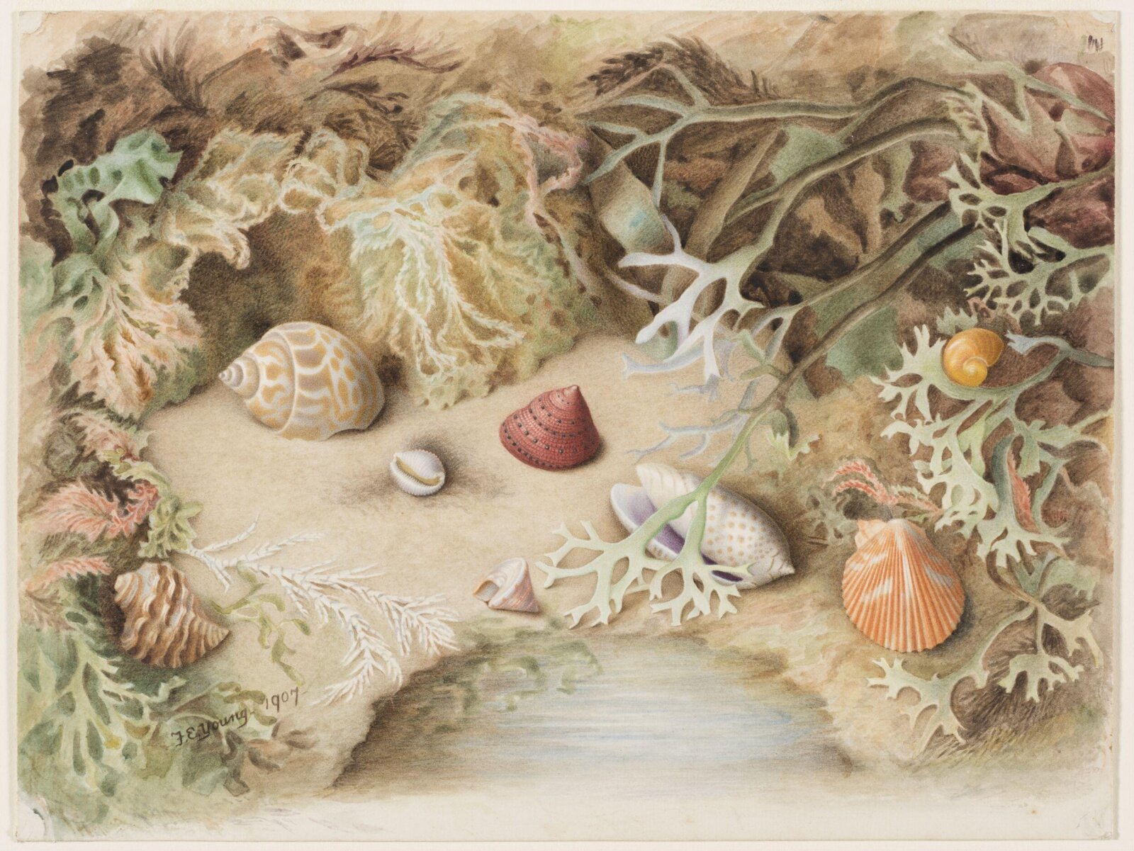 An Ocean Garden, Frances E. Young, 1907