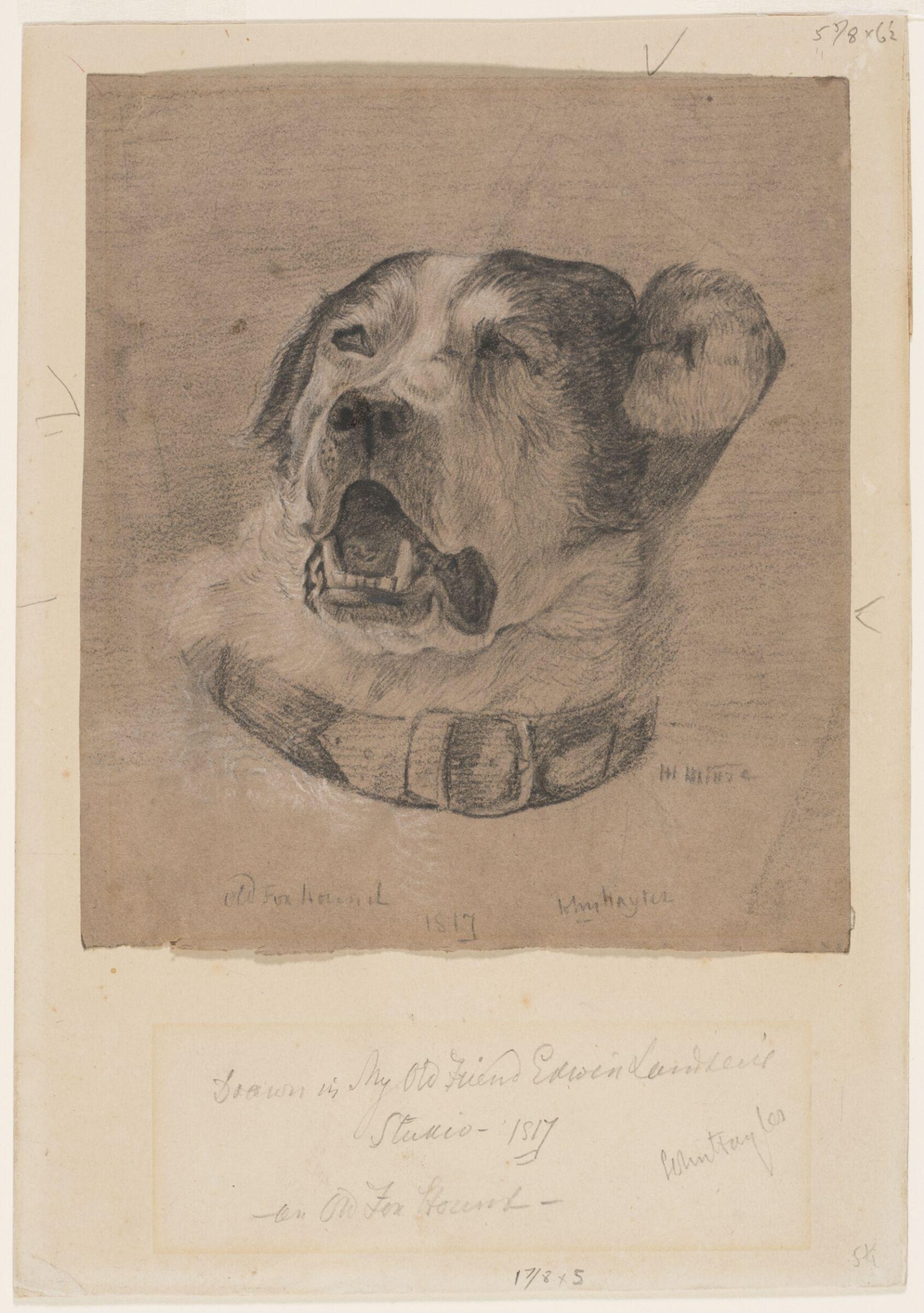 Drawing of a foxhound, John HAYTER, 1817