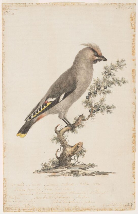 Bohemian waxwing (December 1781) by Johann Heinrich Müntz