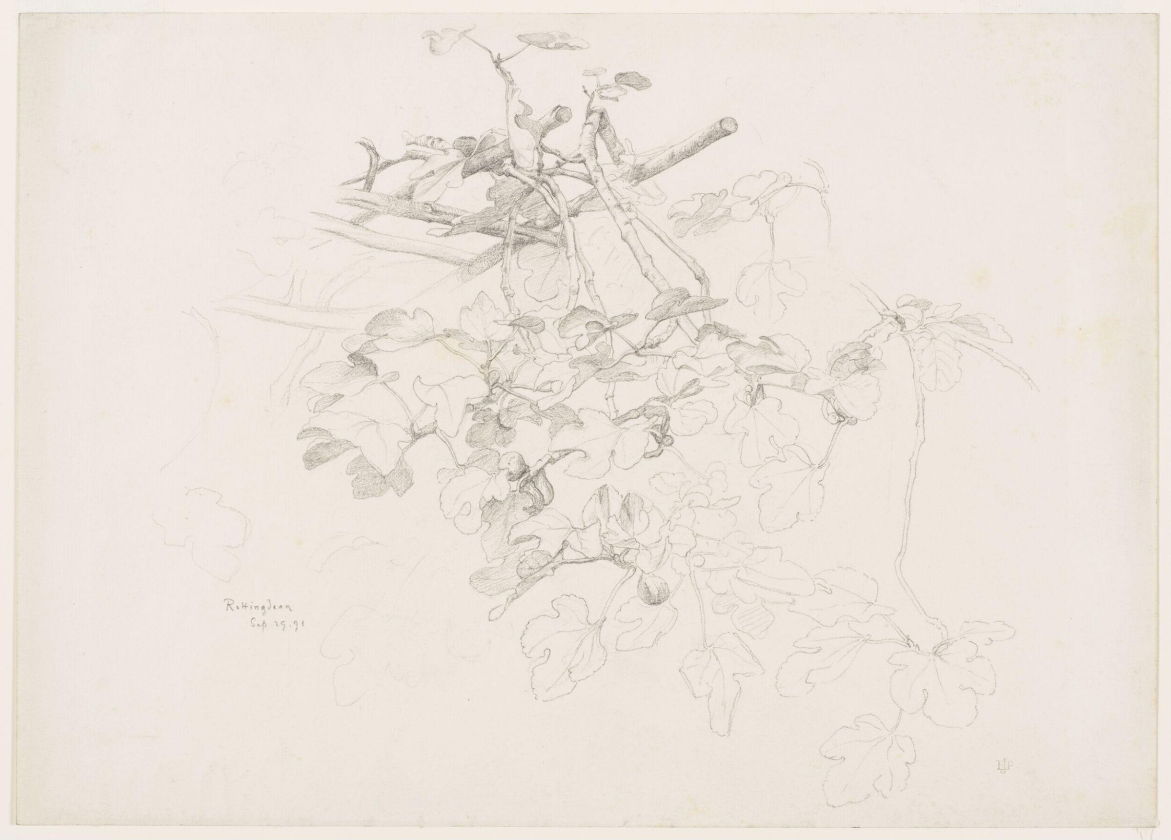 Studies of Flowers and Plants, 1876-1898, Edward John Poynter, 29/09/1891