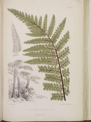 St. Helena: a physical, historical, and topographical description of the island, including it geology, fauna, flora and meteorology. By John Charles Melliss. The botanical plates from original drawings by Mrs. J. C. Melliss