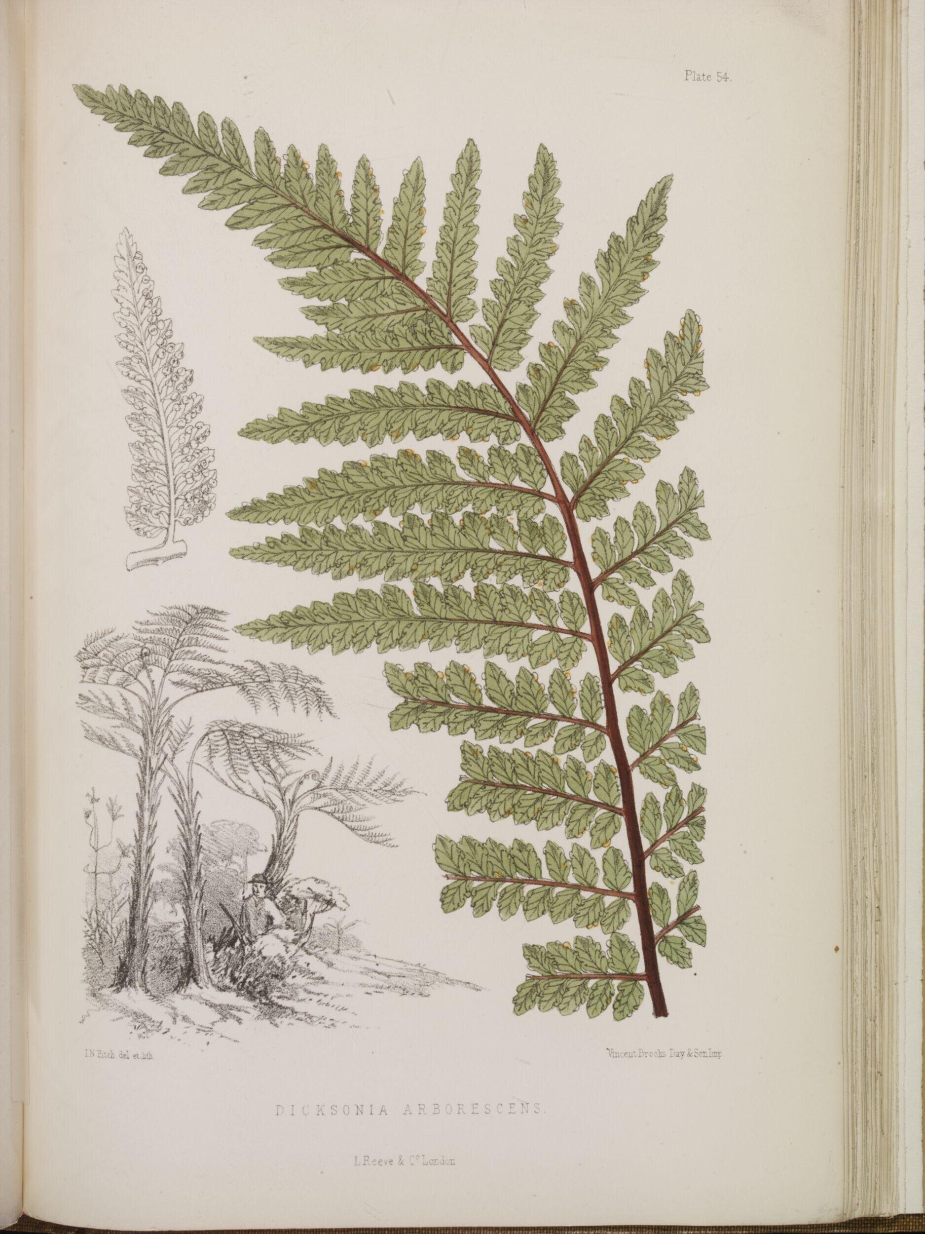 St. Helena: a physical, historical, and topographical description of the island, including it geology, fauna, flora and meteorology. By John Charles Melliss. The botanical plates from original drawings by Mrs. J. C. Melliss