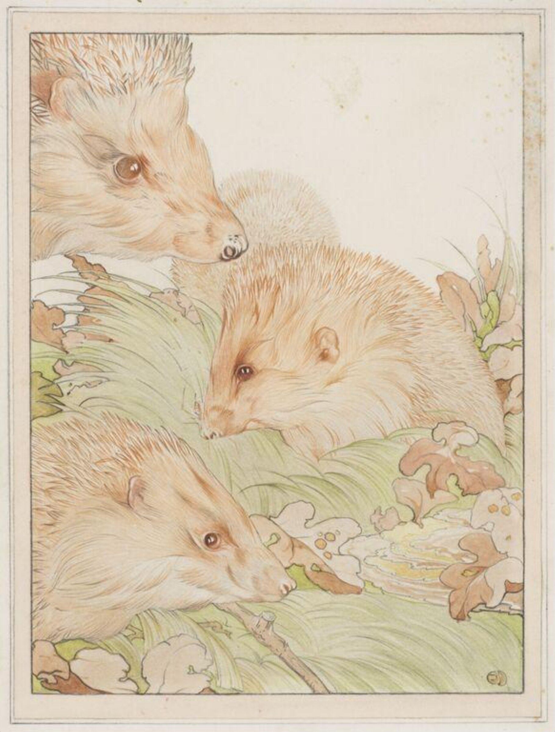 Hedgehogs, Edward Julius Detmold, 1883-1948