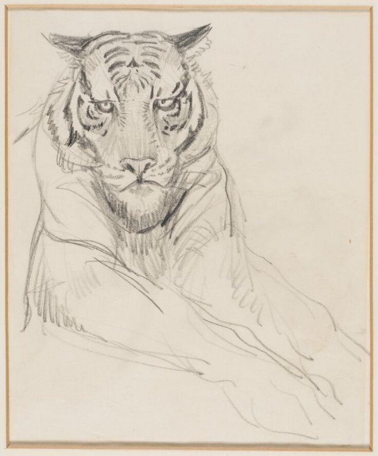 Tiger Pencil Drawing By Alex Mcknight | absolutearts.com