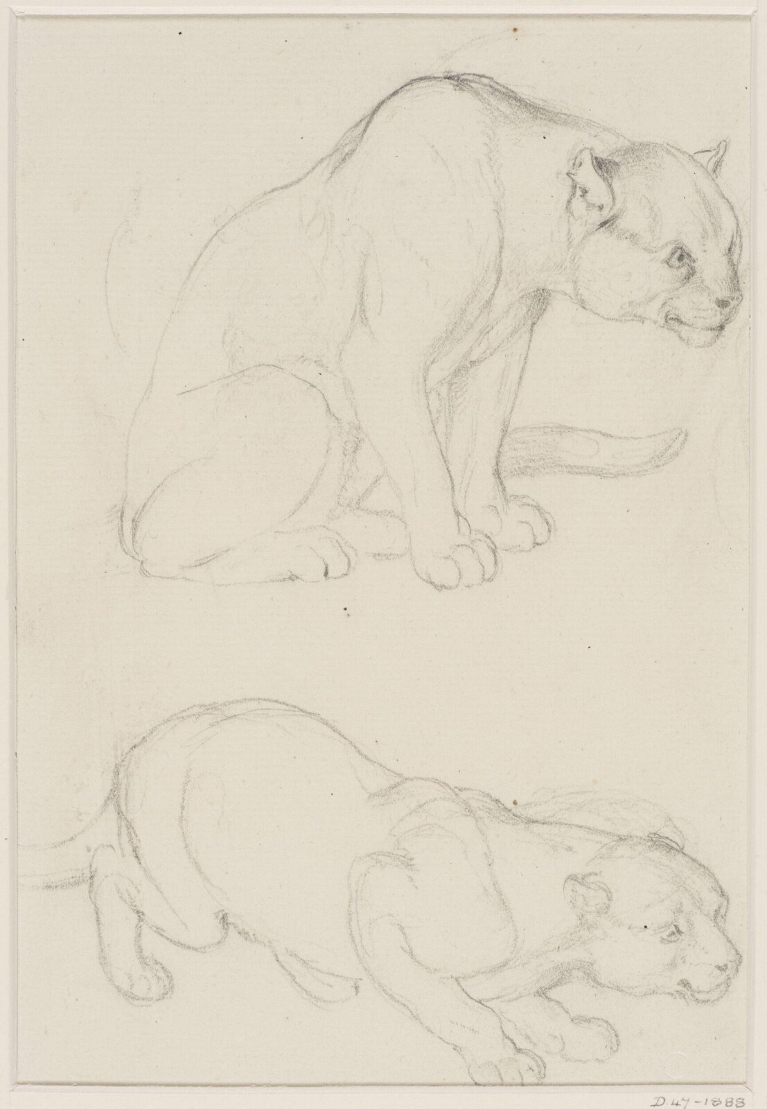 Two Studies of a Puma(?), Eugène Verboeckhoven, 1826