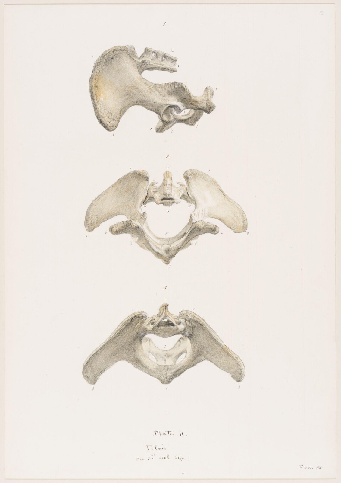 Drawing, Elijah Walton, 1865