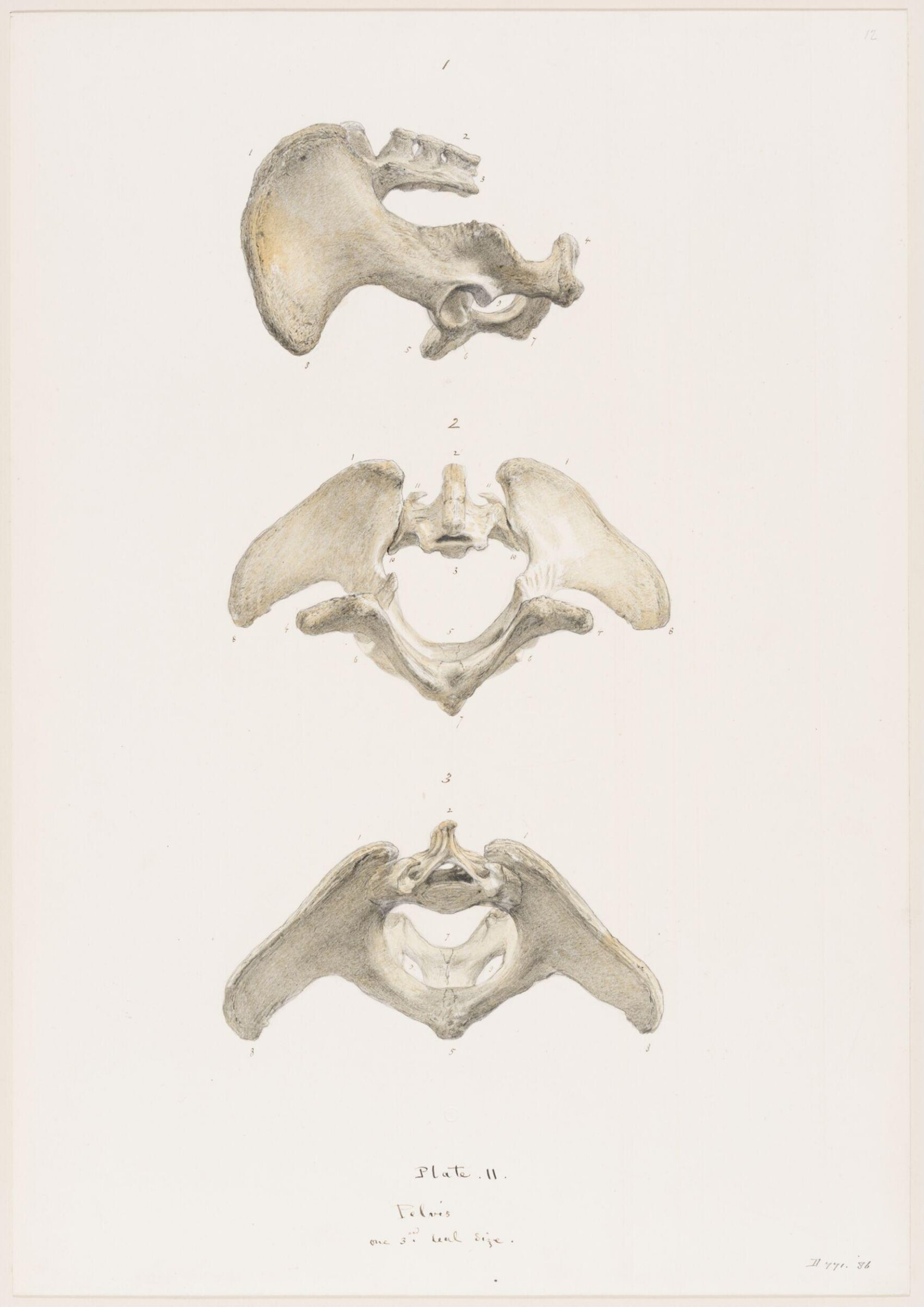 Drawing, Elijah Walton, 1865