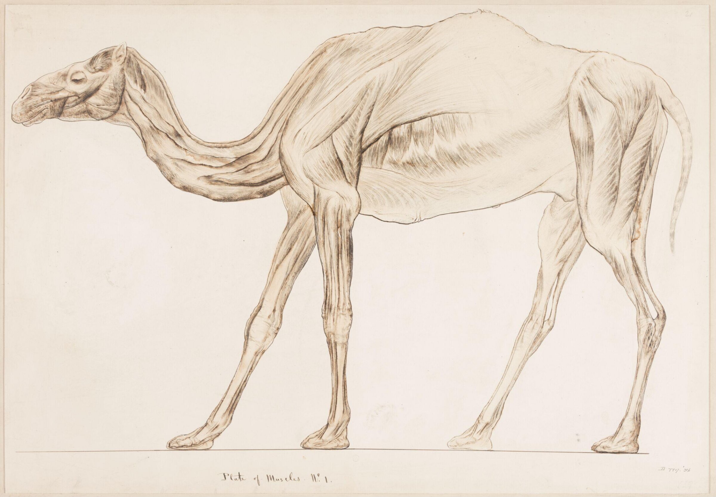 Drawing, Elijah Walton, 1865