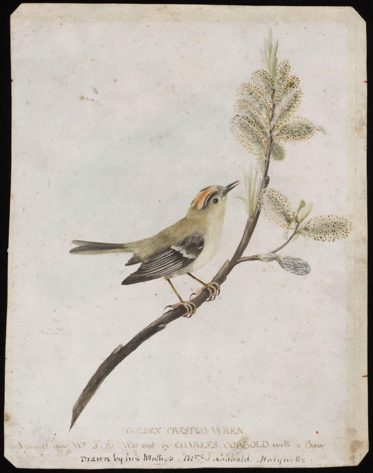 Golden Crested Wren, Elizabeth Cobbold, 1806