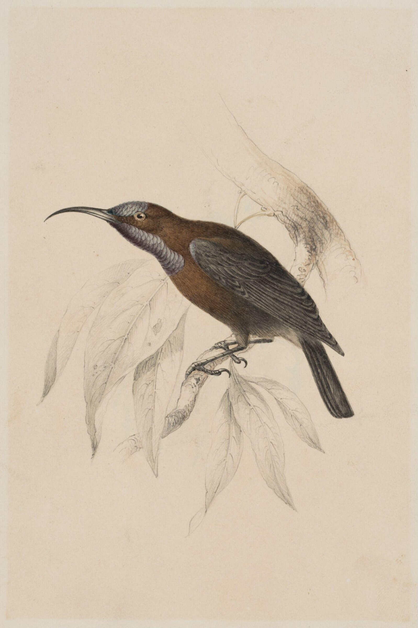 Drawing, James Stewart