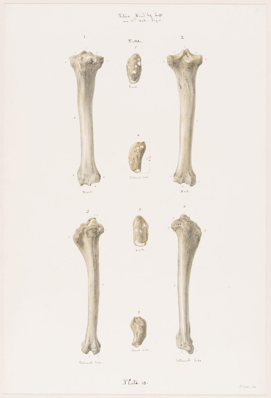 Drawing, Elijah Walton, 1865