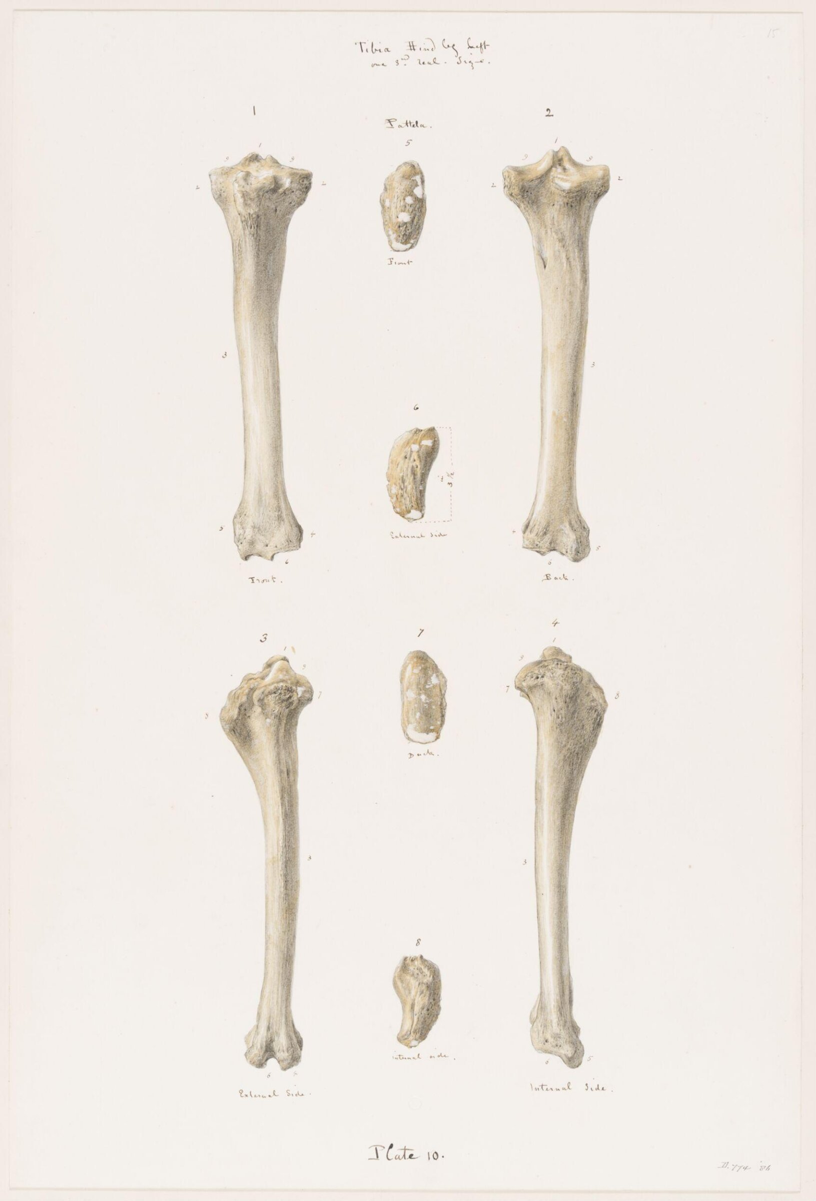 Drawing, Elijah Walton, 1865