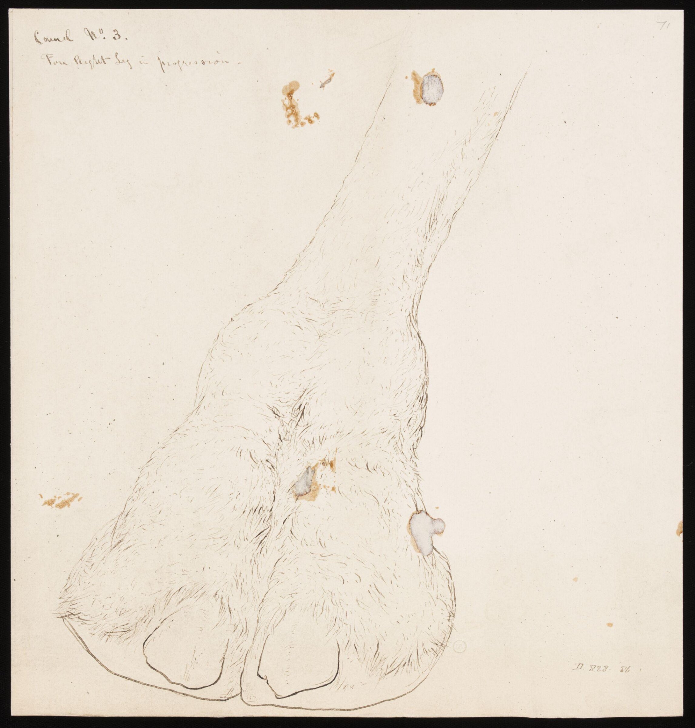 Drawing, Elijah Walton, 1865