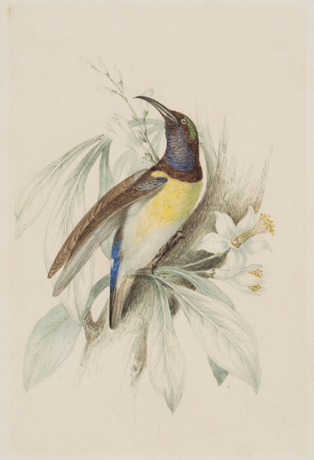 Drawing, James Stewart
