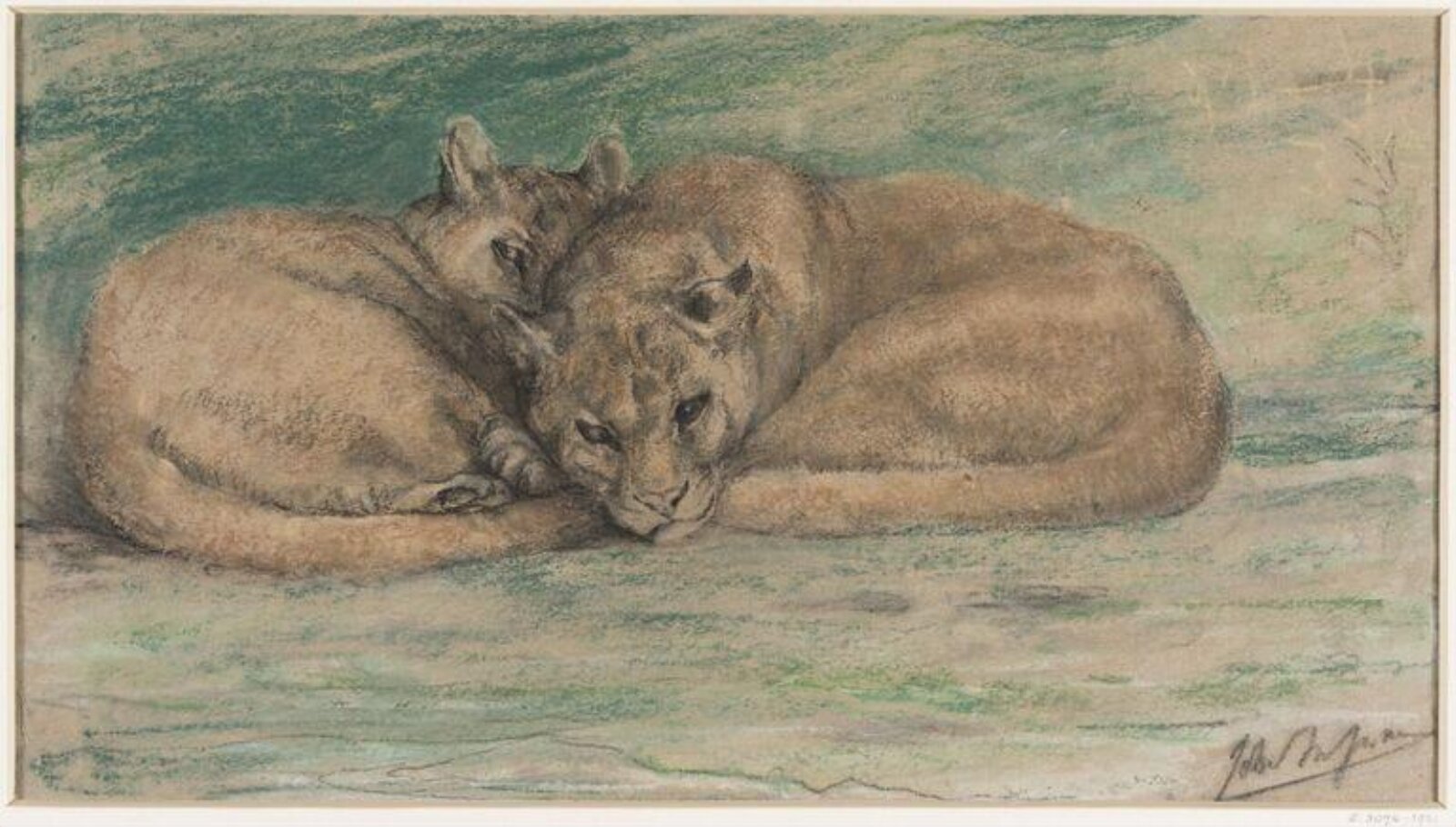 Pumas, John Macallan Swan