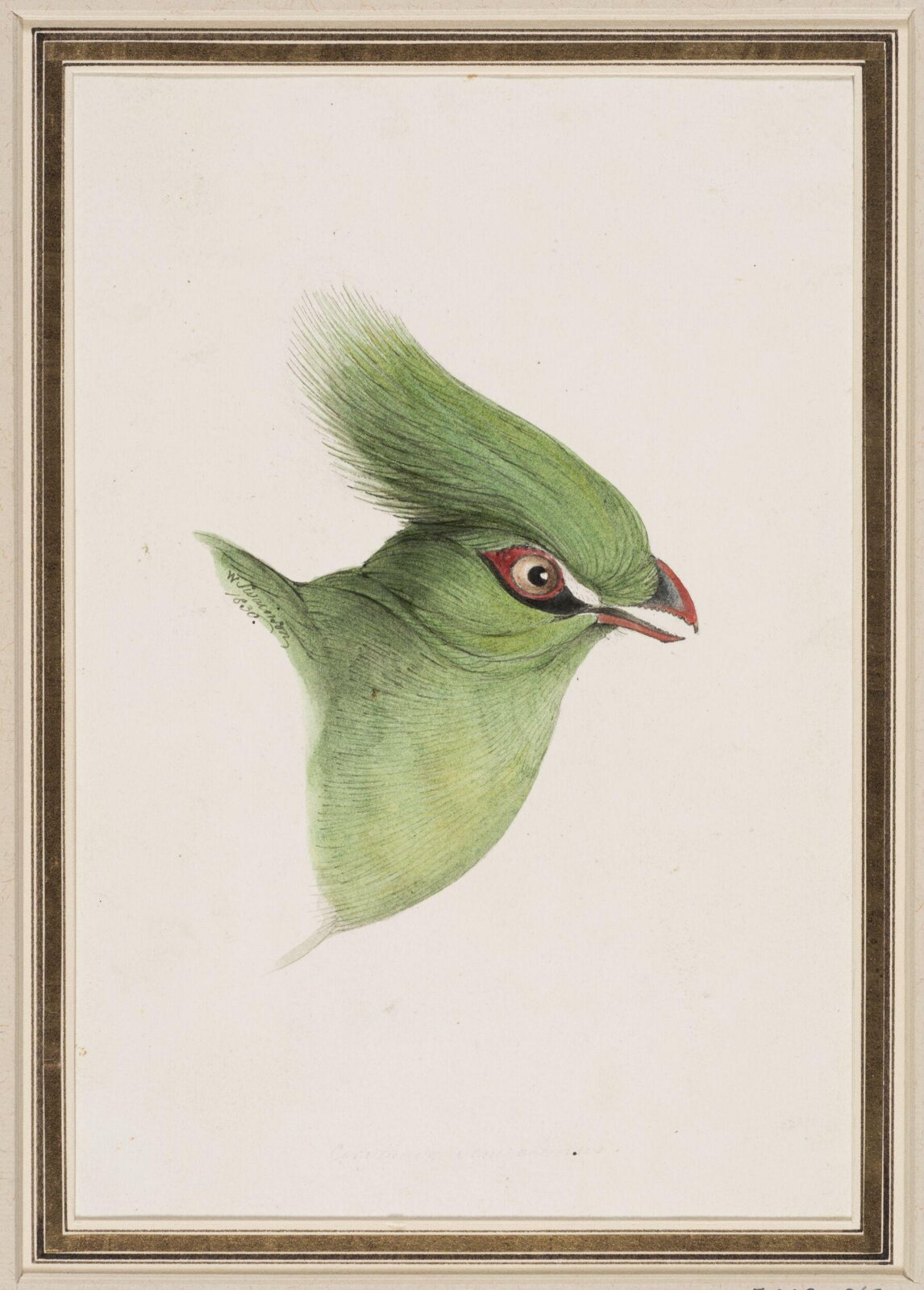 Drawing, William Swainson, 1836