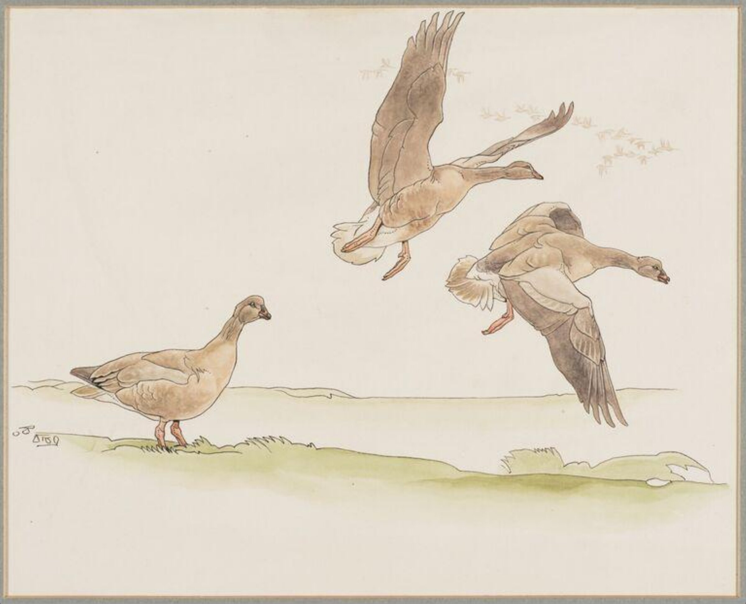 Pink-footed Geese, Talbot Kelly