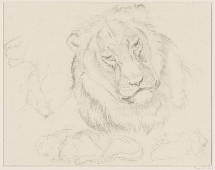 The Head of a Lion and Other Studies top image