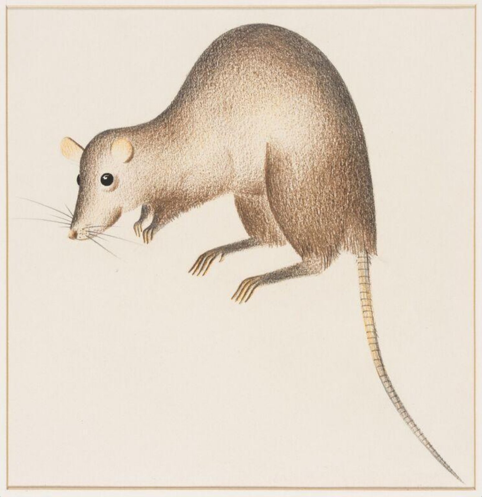 Rat, Arthur Reginald Smith
