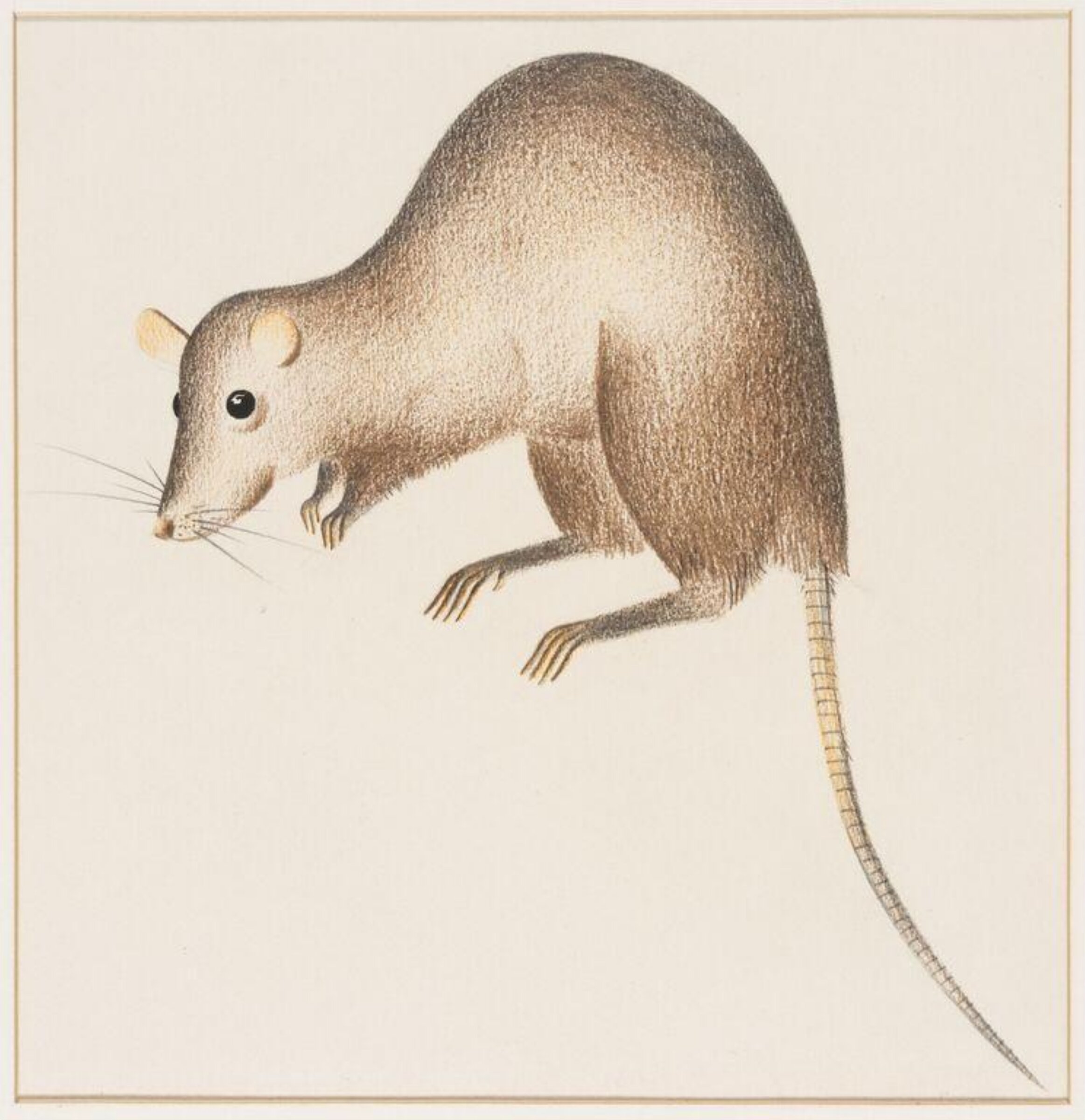 Rat, Arthur Reginald Smith