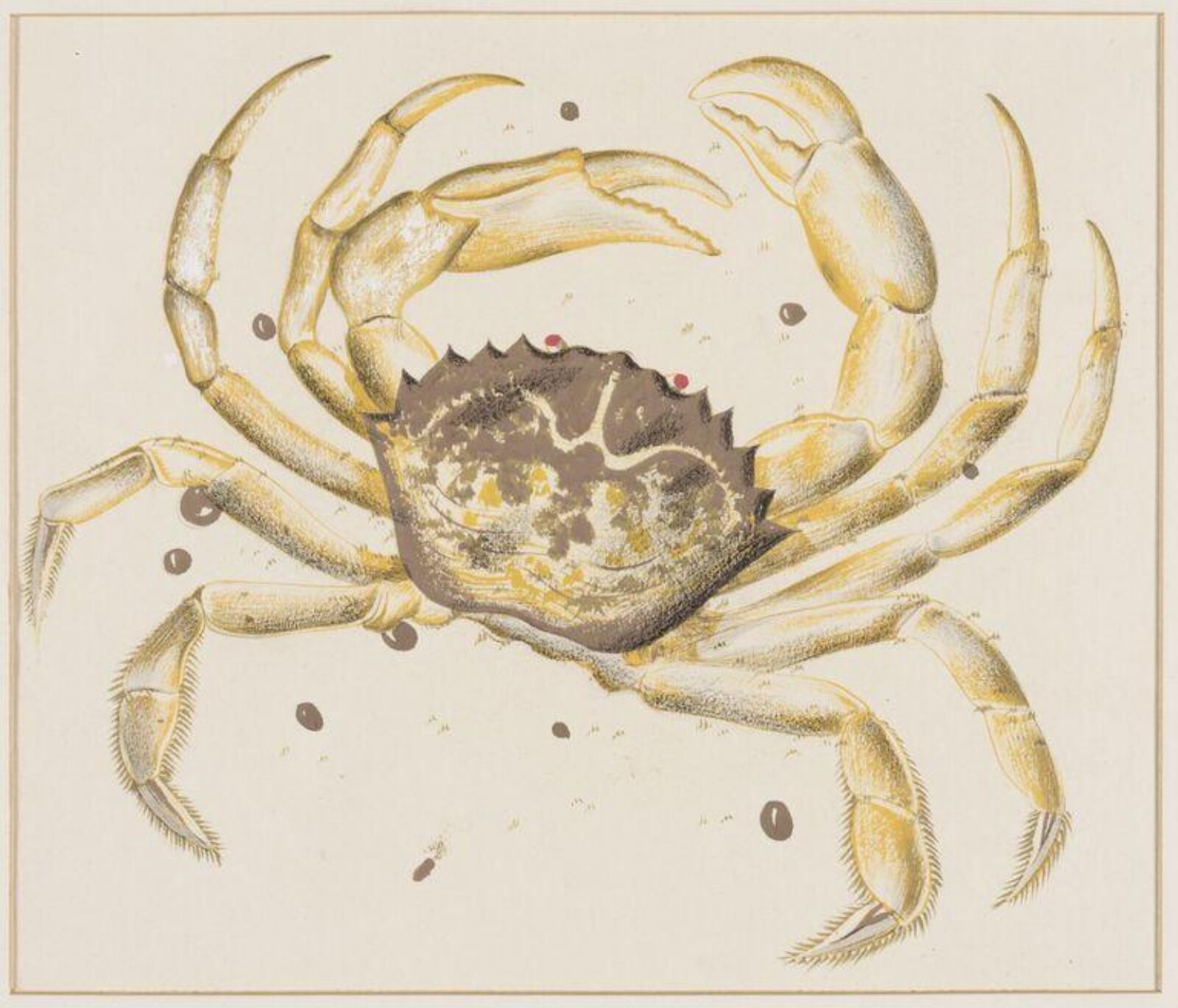 Crab, Arthur Reginald Smith