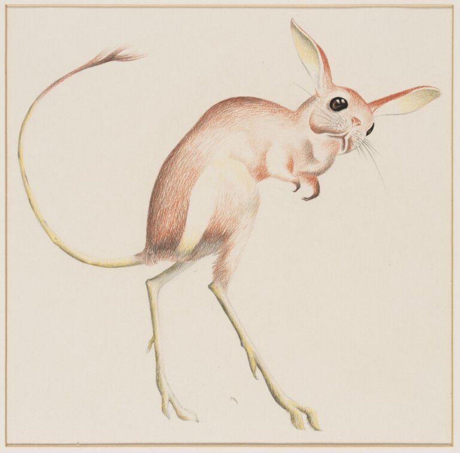 Jerboa, Arthur Reginald Smith