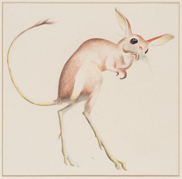 Jerboa top image