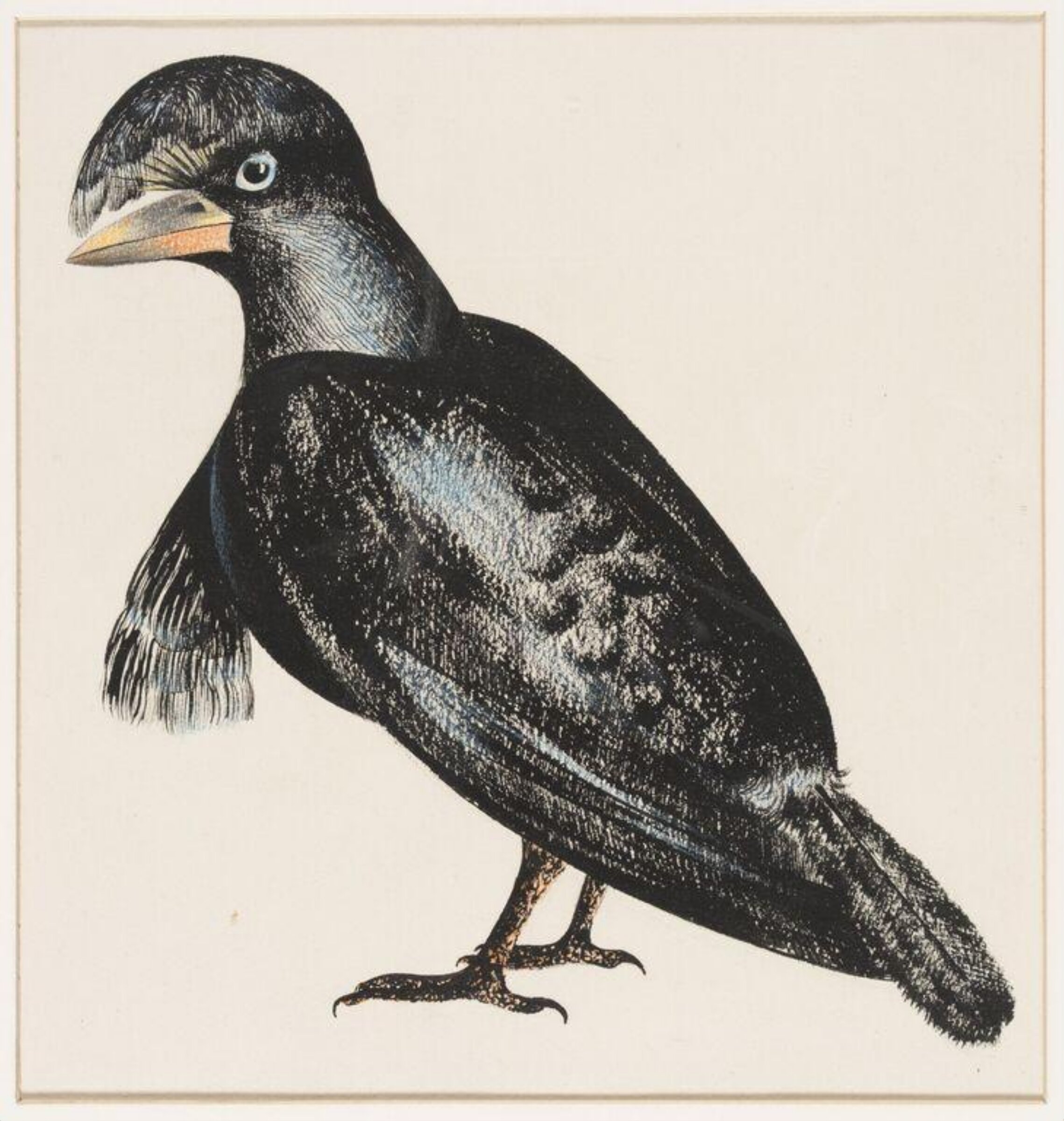 Umbrella bird, Arthur Reginald Smith