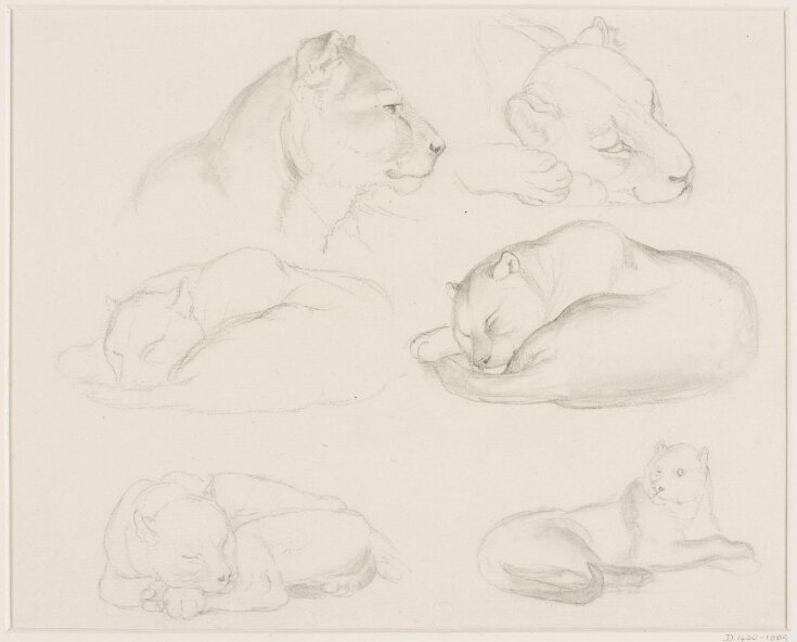 Six Studies of a Lion and a Puma(?) top image