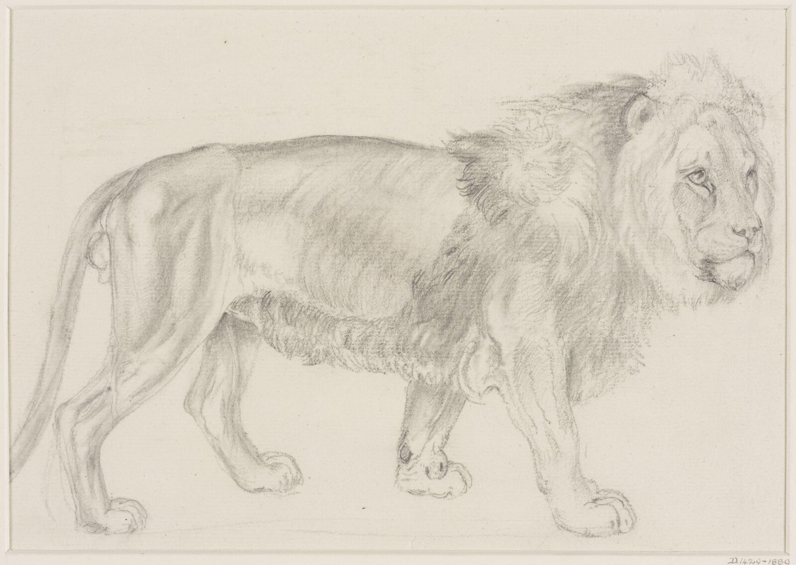 A Standing Lion, Eugène Verboeckhoven, 1826