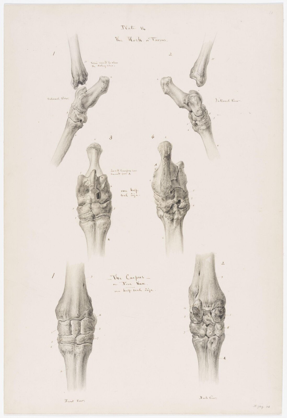 Drawing, Elijah Walton, 1865