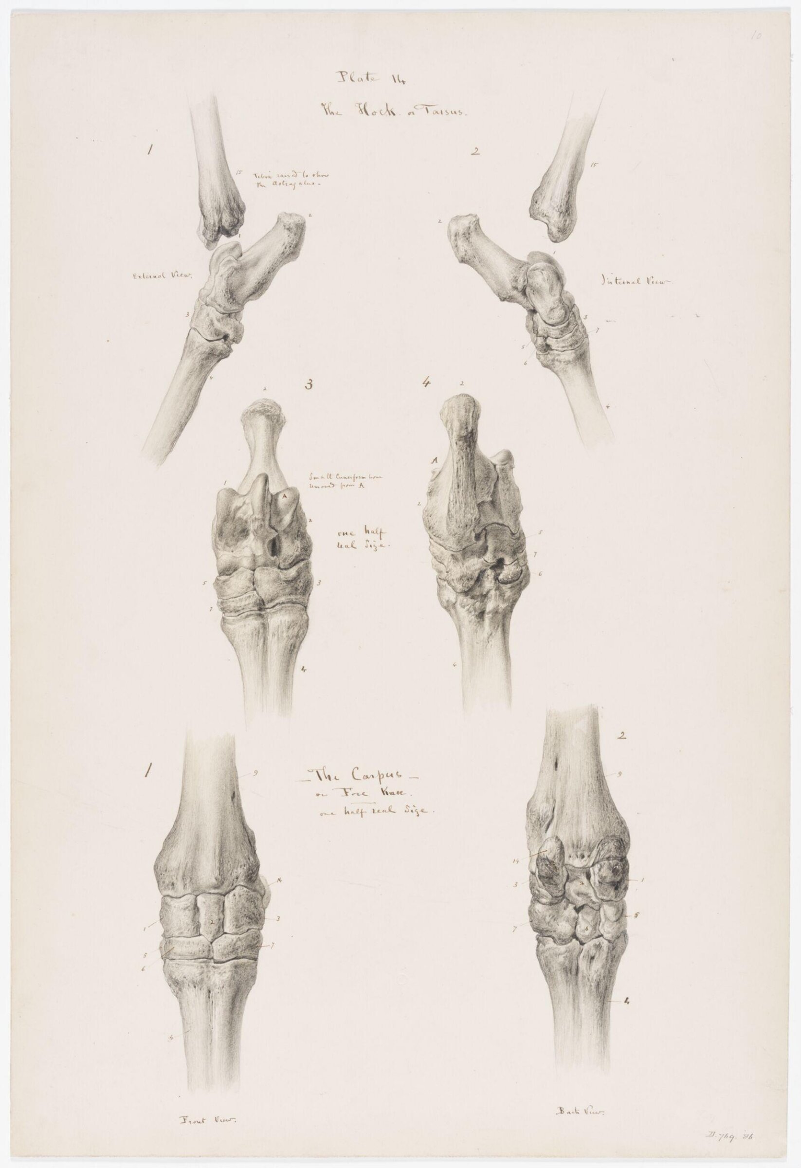 Drawing, Elijah Walton, 1865