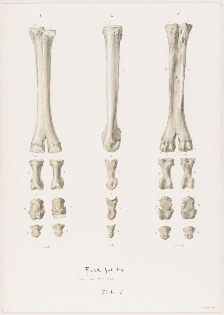 Drawing | Elijah Walton | V&A Explore The Collections