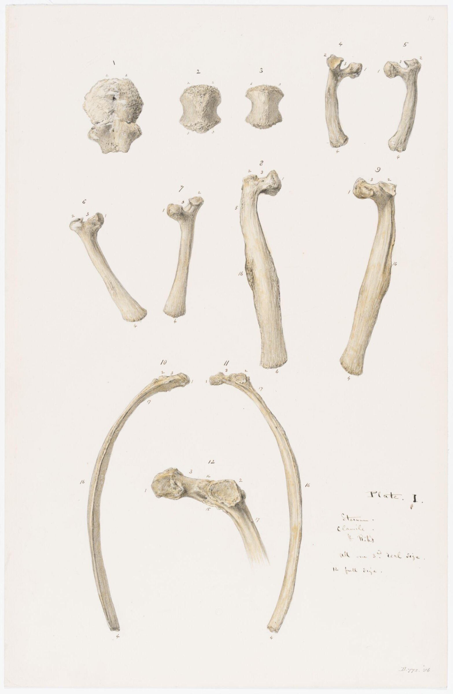 Drawing, Elijah Walton, 1865