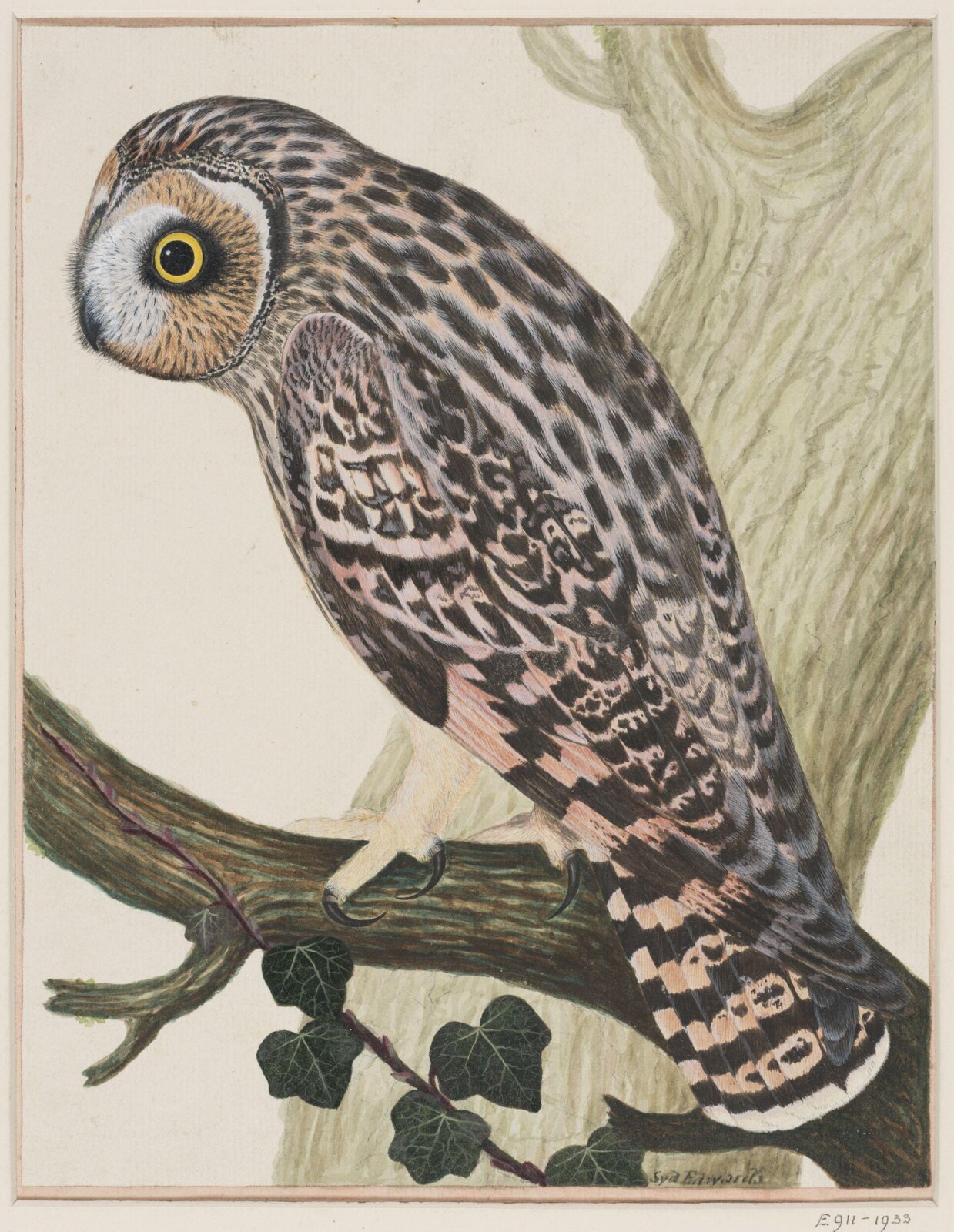 Short-eared owl, Sydenham Teast Edwards, c.1790-c.1815