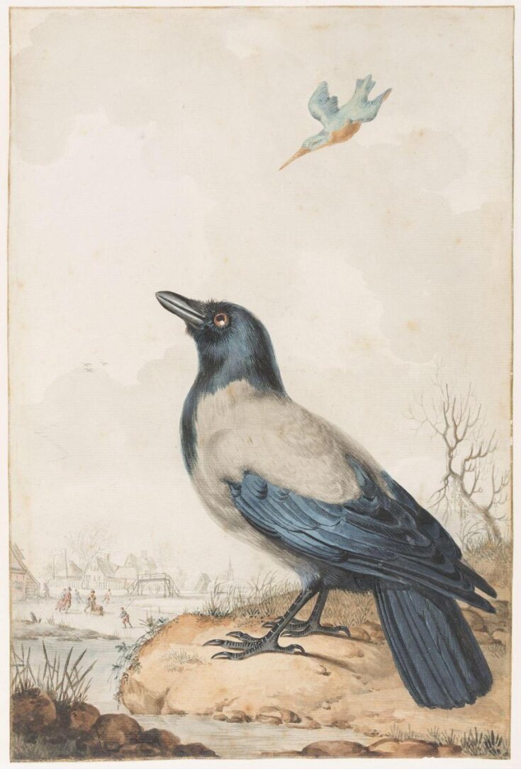 Piebald crow top image